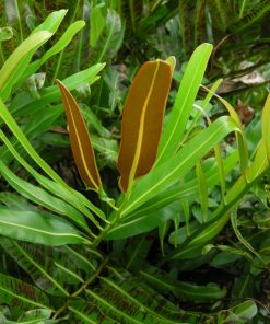 Cận cảnh cây thuốc