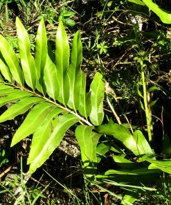 Đây là vị thuốc có nhiều tác dụng quý