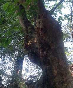 Loài cây này thường được khai thác lấy gỗ