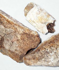 Long cốt có nhiều tác dụng tốt cho sức khỏe