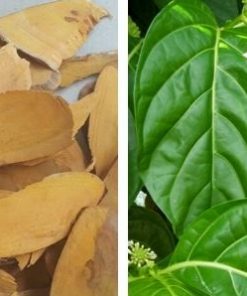 Rễ và lá đều có thể làm thuốc