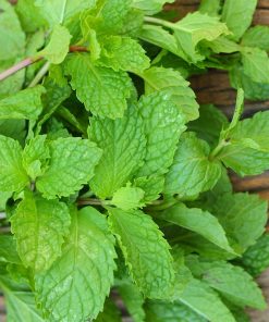 Thành phần, công dụng của bạc hà