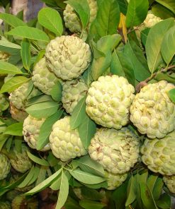 Lá cây có tác dụng rất tốt