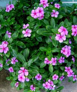 Loài cây này có thể trị được nhiều loại bệnh