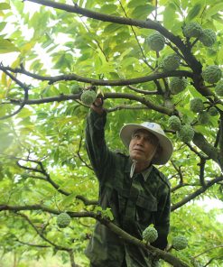 Na là loại cây quen thuộc trong đời sống hàng ngày