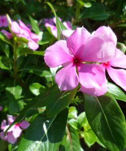 Vị thuốc quan trọng trong các bài thuốc