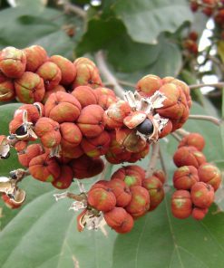 Cận cảnh cây rùm nao
