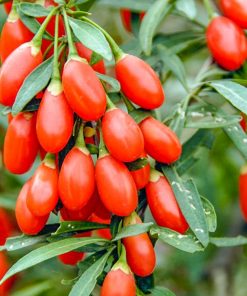 Đây là loài cây có vẻ ngoài rất đẹp