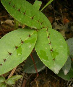 Gai mọc dọc theo gân lá