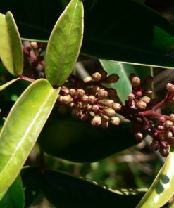 Hoa tiêu đem đến nhiều tác dụng tốt cho sức khỏe