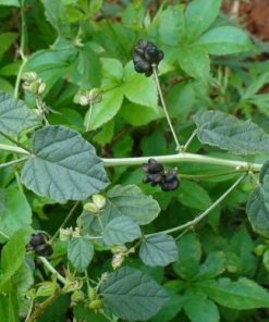 Kích thước cây không lớn