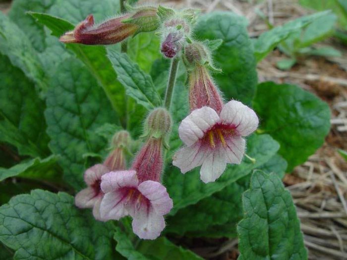 Sinh địa có hoa khá đẹp