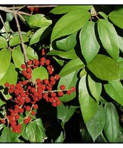 Tác dụng nổi bật nhất của vị thuốc này là tẩy trừ giun sán
