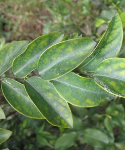 Ứng dụng của cây đã lan truyền trong dân gian