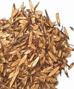 cassia branch cut cheapest and hight-quality